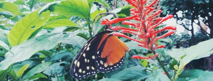 Papiliorama is one of Locais curtidos por Sophie.