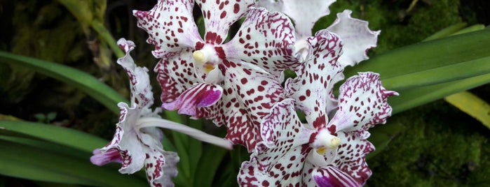 National Orchid Garden is one of Sophie 님이 좋아한 장소.