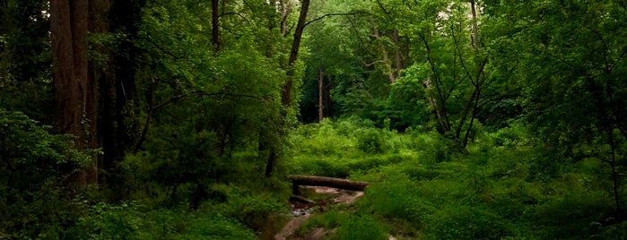 Fernbank Wildwoods is one of Tempat yang Disukai Suz.