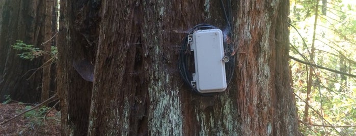 Portola Redwoods State Park is one of To Do: Great Outdoors.