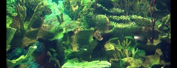 Oceanarium is one of Places to visit.