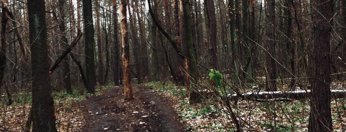 Коцюбинський ліс is one of Orte, die Андрей gefallen.
