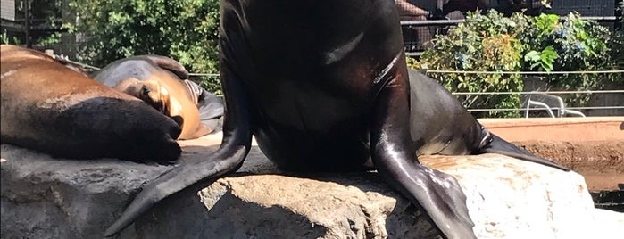 Sea Lions at Denver Zoo is one of The 15 Best Places for Exhibits in Denver.