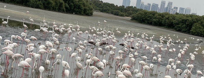 Flamingo Lagoon is one of Dubai for Visitors.