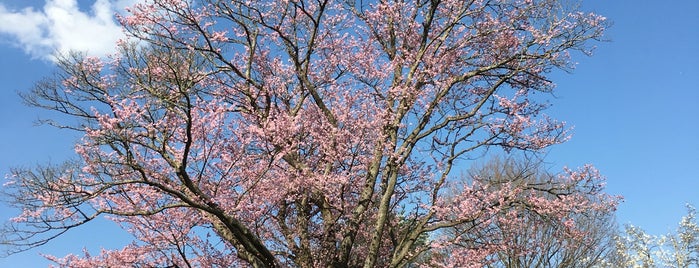 地蔵久保のオオヤマザクラ is one of 桜.