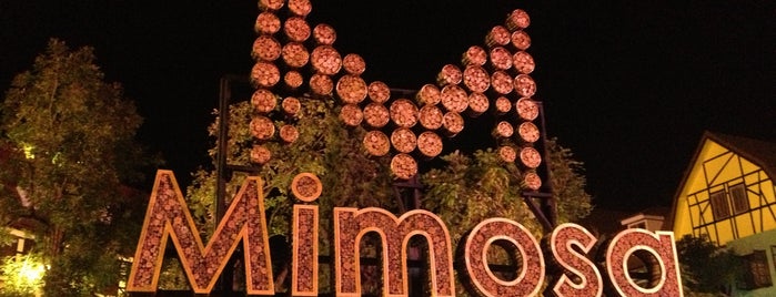 Mimosa is one of Pattaya.