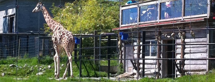 Greater Vancouver Zoo is one of Vancouver Attractions.