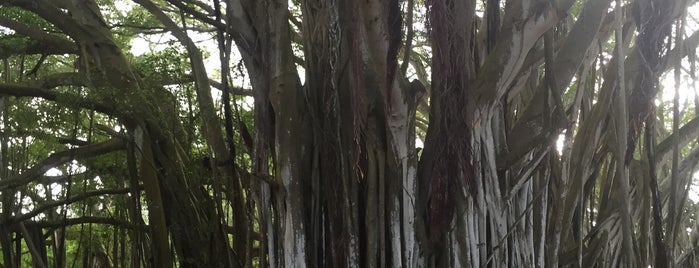 Lost Banyan Tree is one of Lost: in Hawaii.