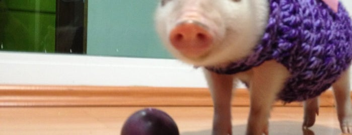 Mini Pigs is one of IRMA'nın Beğendiği Mekanlar.