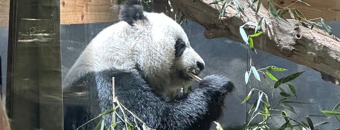 Panda Exhibit is one of zoos to fix.