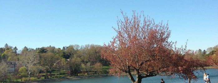 Brookline Reservoir is one of Dog Friendly.