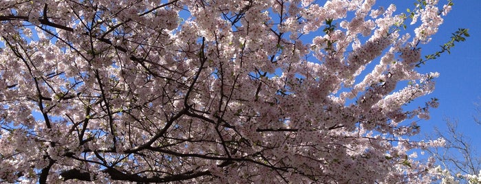 Cherry Blossom Center is one of Just some places.