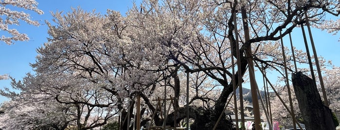 山高神代ザクラ is one of サクラ🌸便り.