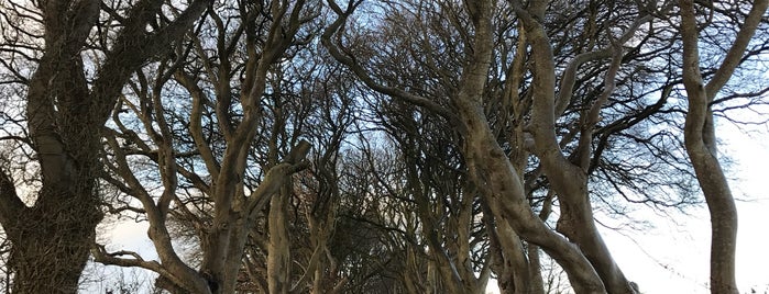 The Dark Hedges is one of Reise 2.
