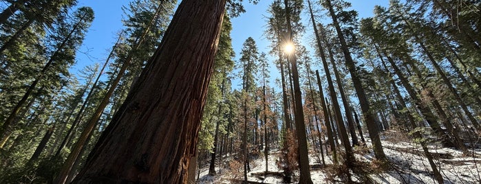 Calaveras Big Trees State Park is one of 2021 USA.