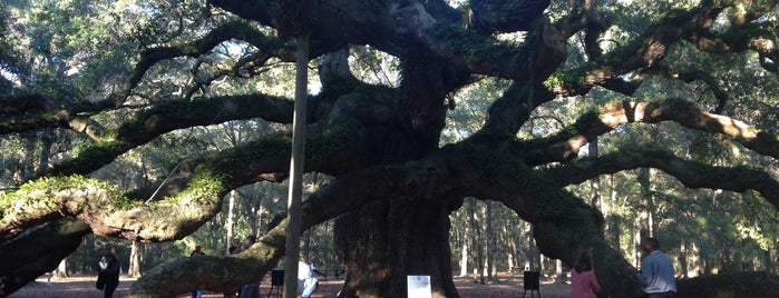 Angel Oak Tree is one of NOLA Roadtrip.