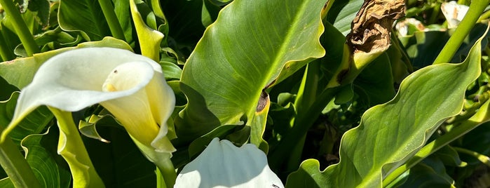 Calla Lily Valley is one of Monterey.
