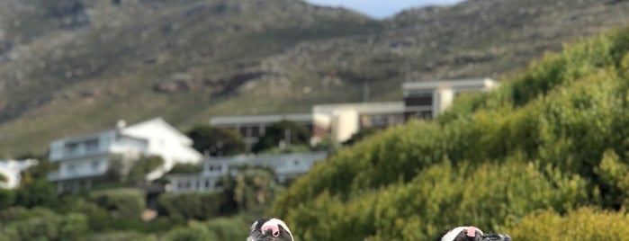 Boulders Beach Penguin Colony is one of Cape Town.