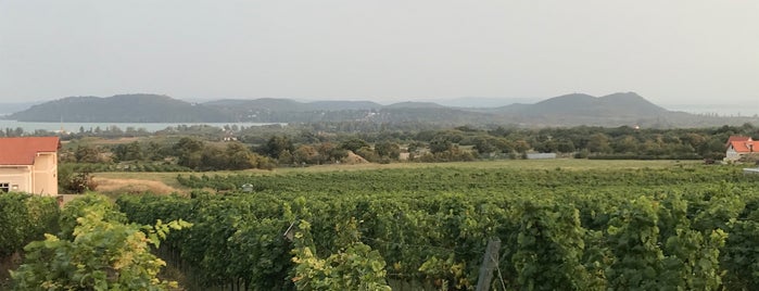 Balaton & Badacsony must visit wineries