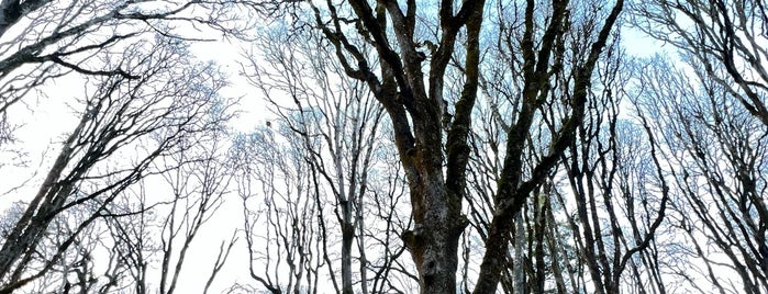 Bush's Pasture Park is one of Salem, OR.