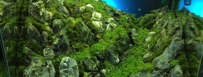 Aqua Forest is one of Tokyo.