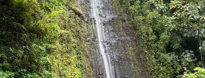 Mānoa Falls is one of Oahu Faves.