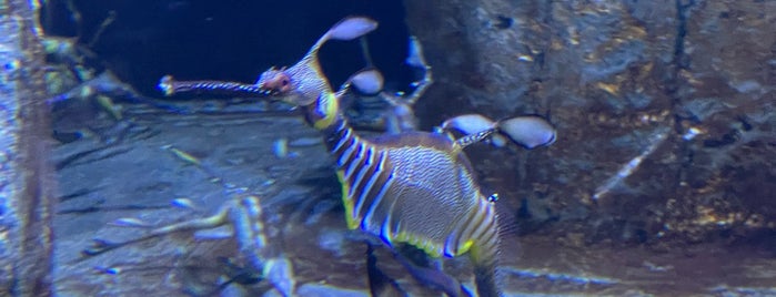Waikiki Aquarium is one of Liana: сохраненные места.