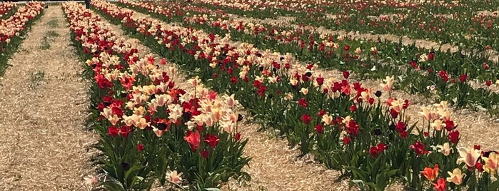 Wicked Tulips Flower Farm is one of East Coast Outerlands.