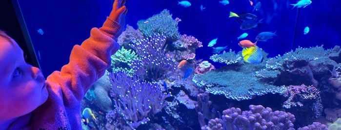 Birch Aquarium is one of 🇺🇸 San Diego.