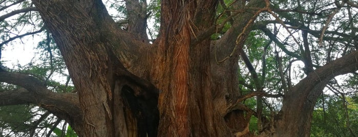 Árbol Milenario is one of Daniel’s Liked Places.