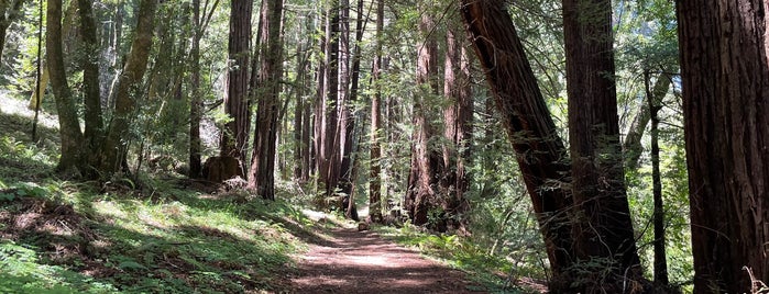 Samuel P. Taylor State Park is one of Traveling  Outside SF.