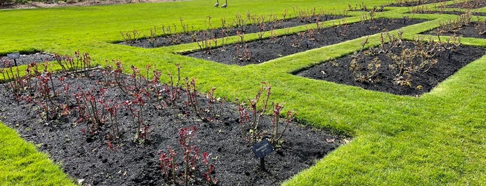 Owens Rose Garden is one of Out and about in Eugene.