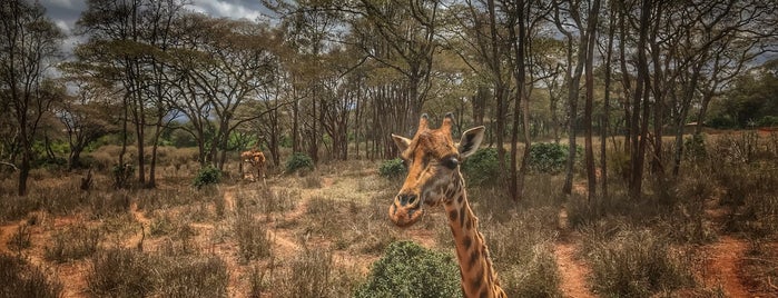 Nairobi Giraffe Centre is one of Ronald : понравившиеся места.