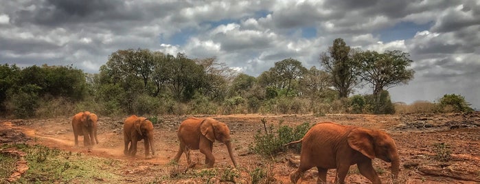 The David Sheldrick Wildlife Trust is one of Orte, die Ronald gefallen.