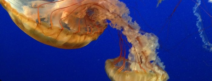 Vancouver Aquarium is one of Vancouverite - Best Places In and Around Vancouver.