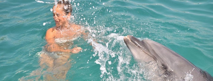 Dolphin Park is one of Locais curtidos por ASLI.
