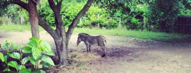 Jacksonville Zoo - Zebra is one of Orte, die Lizzie gefallen.