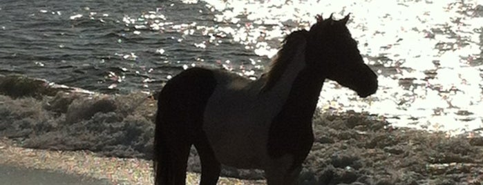 Assateague Island National Seashore (Maryland) is one of Swimming Spots.