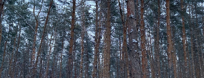 Северный лес is one of воронеж misc..
