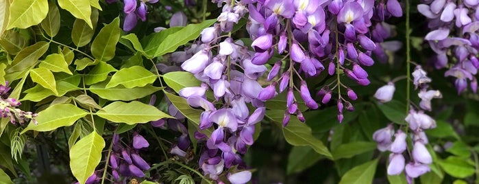 紫藤咖啡園 is one of taipei food.