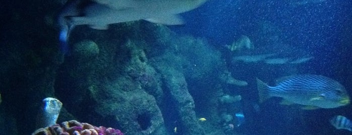 Sea Life is one of Places I have been 2.