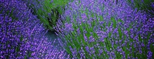 Lavender By the Bay - New York's Premier Lavender Farm is one of Long Island Spots.