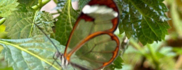 Mariposario del drago is one of Teneriffa.