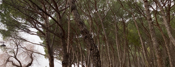 Pineta di Barcola is one of Triest.