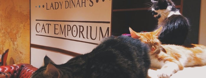 Lady Dinah's Cat Emporium is one of Hi, London!.