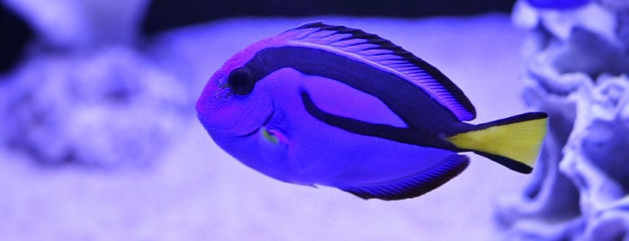 Sumida Aquarium is one of リコリコ関連地.