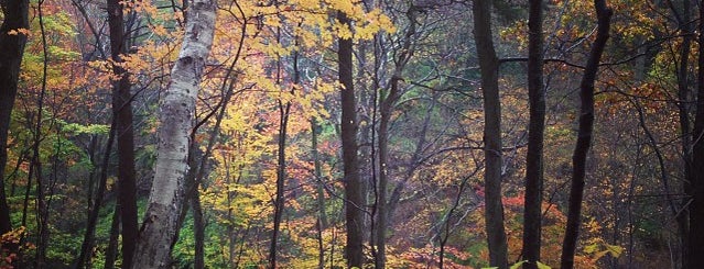 Forbidden Drive Trail is one of Lugares guardados de Anthony.