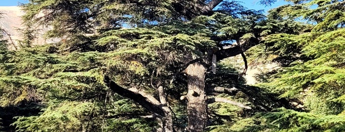 Cedars of God is one of Lebanon Touristic Attractions.