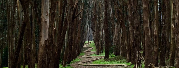 Wood Line by Andy Goldsworthy is one of San Francisco.