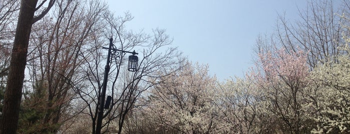 Namsan Park is one of AKMO in Seoul.